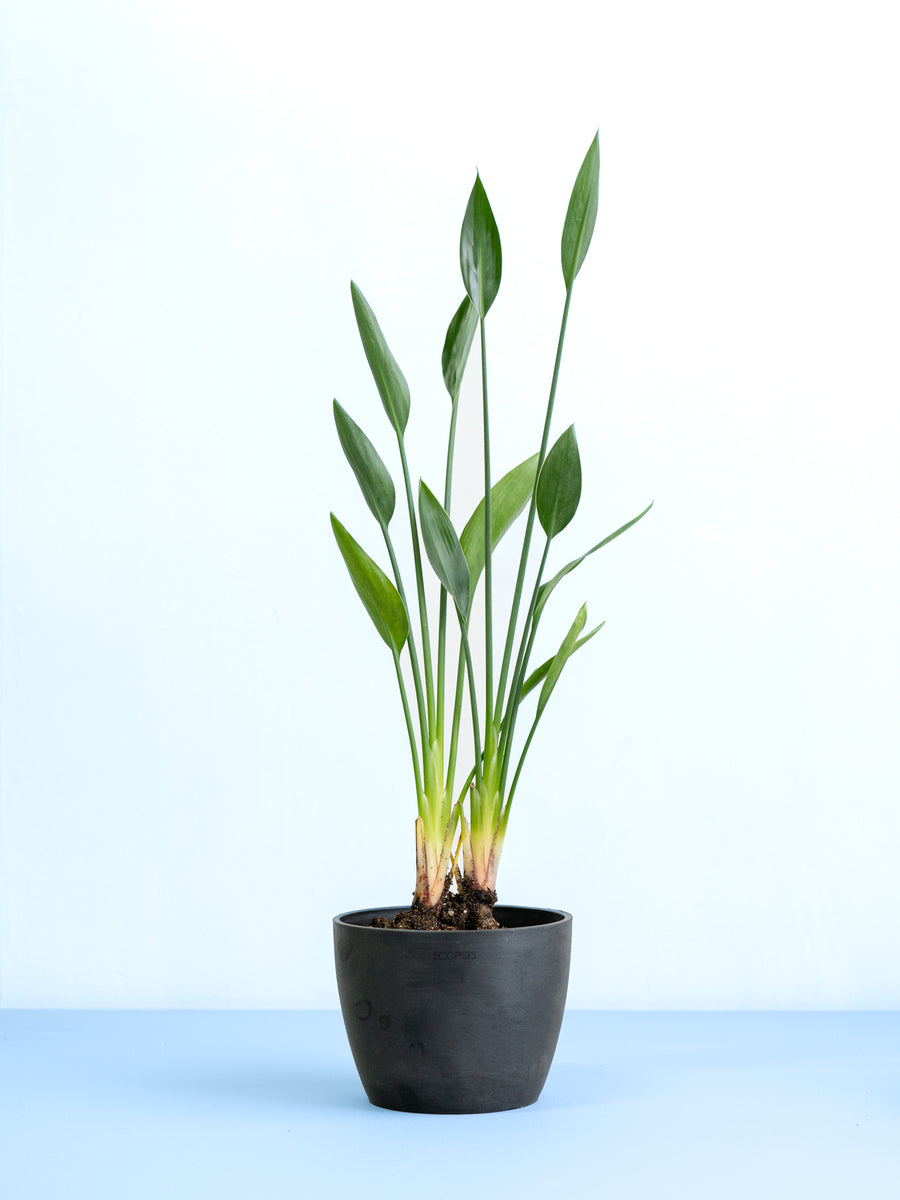 ストレリチア・ノンリーフ | 観葉植物の通販 AND PLANTS (アンドプランツ)