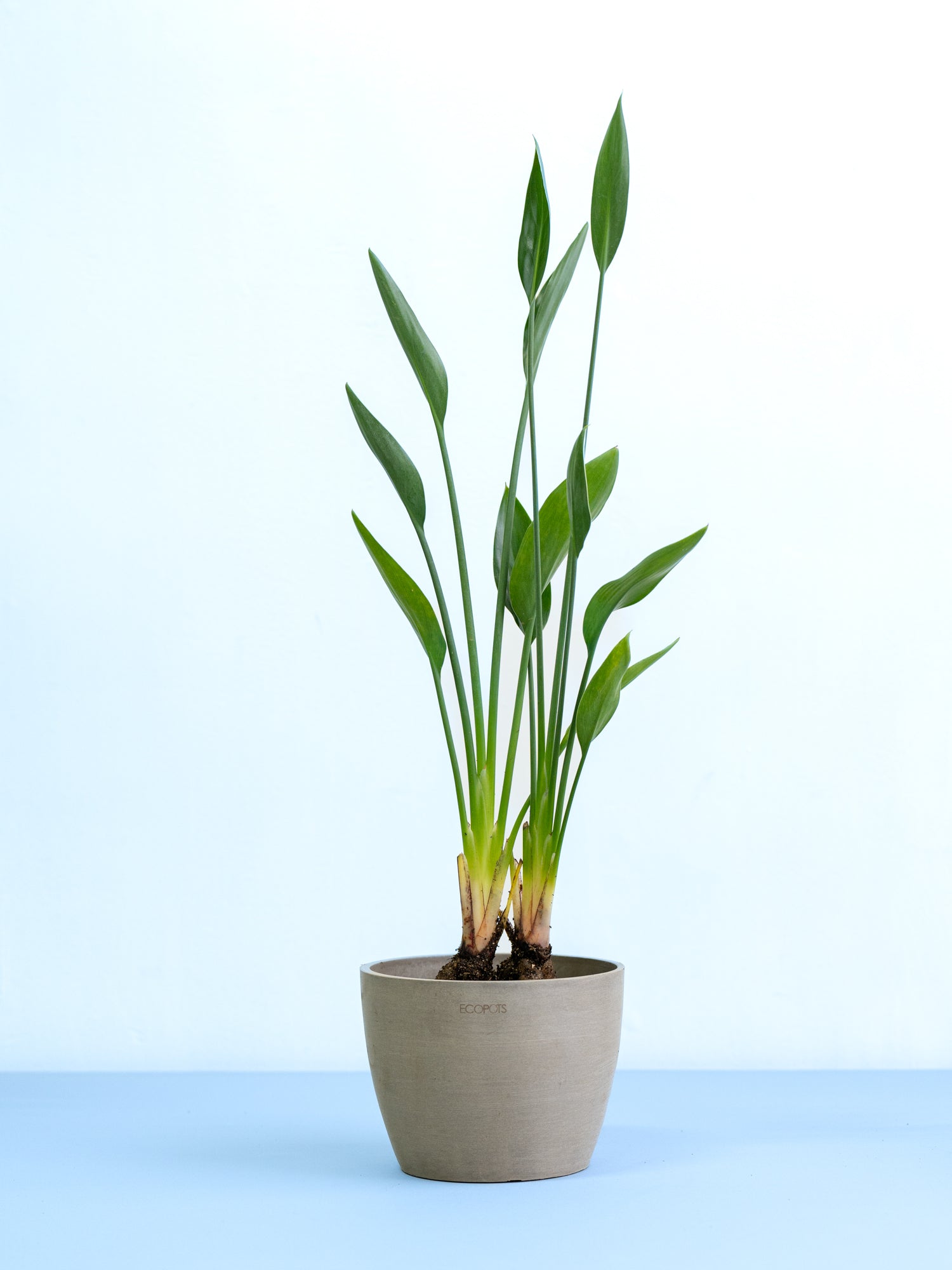 ストレリチア・ノンリーフ Table-L | 観葉植物の通販 AND PLANTS