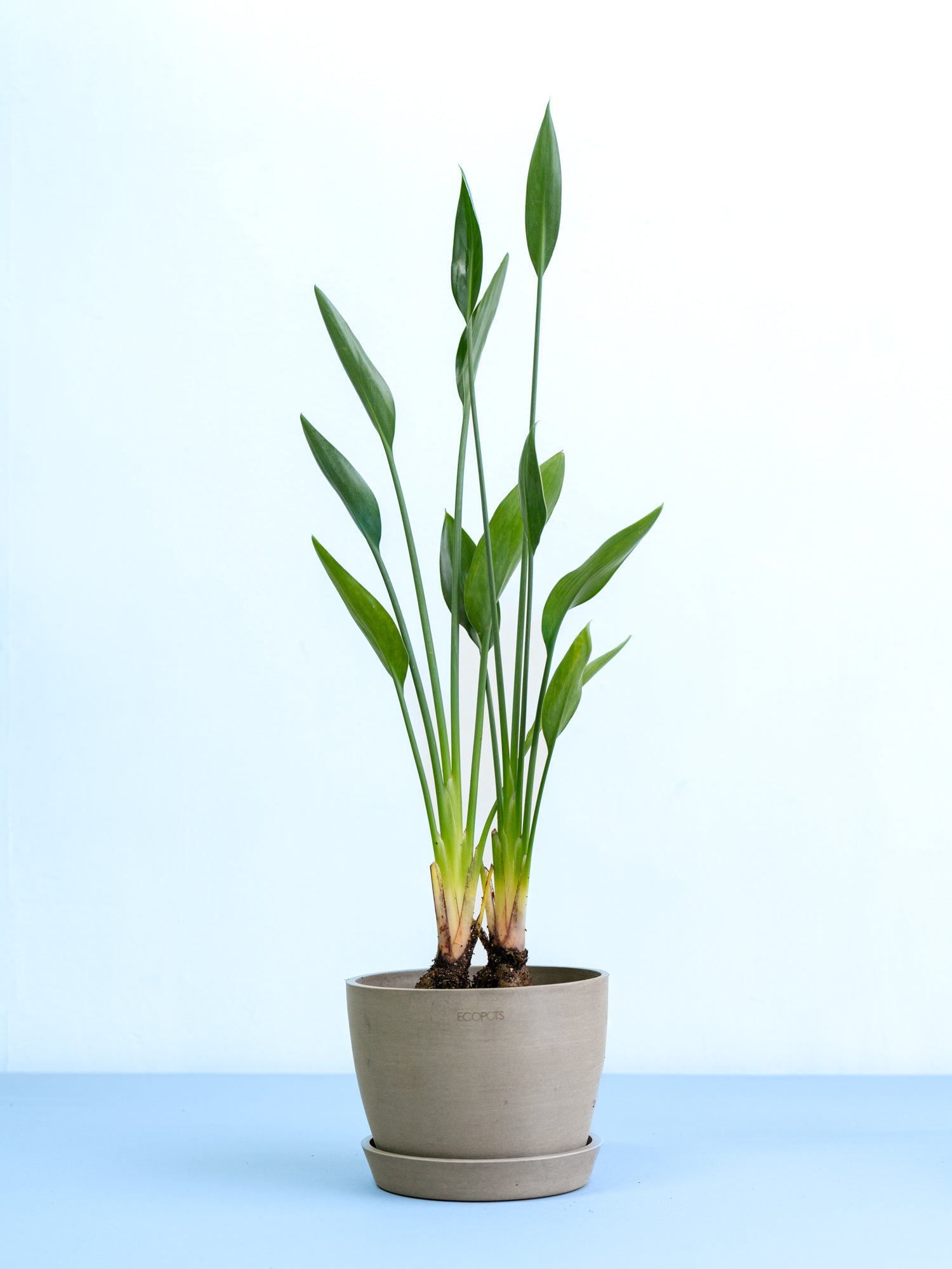 ［現品］【希少】10番　ストレリチア　ノンリーフ　根上がり　観葉植物　大型　室内 現品］【希少】10番 ストレリチア ノンリーフ 根上がり 観葉植物