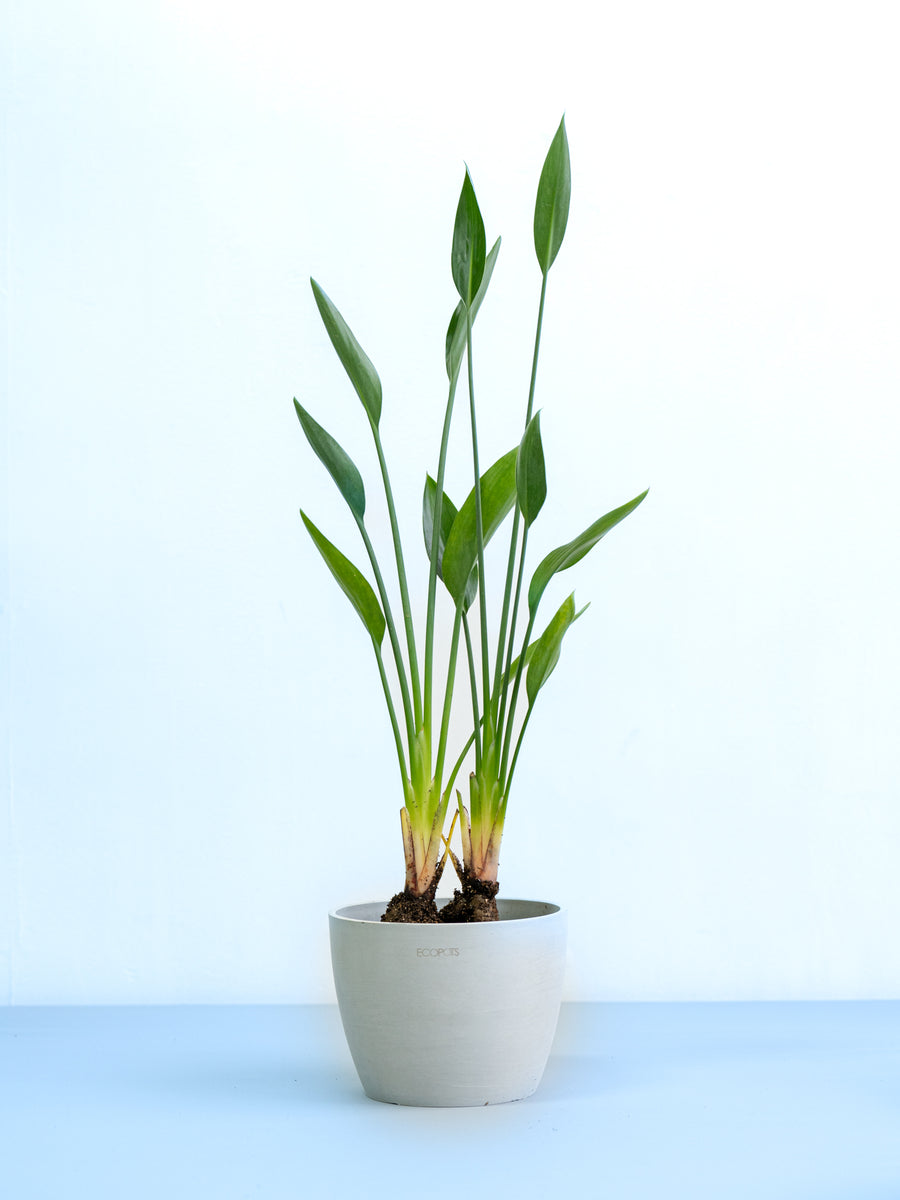 ストレリチア・ノンリーフ | 観葉植物の通販 AND PLANTS (アンドプランツ)