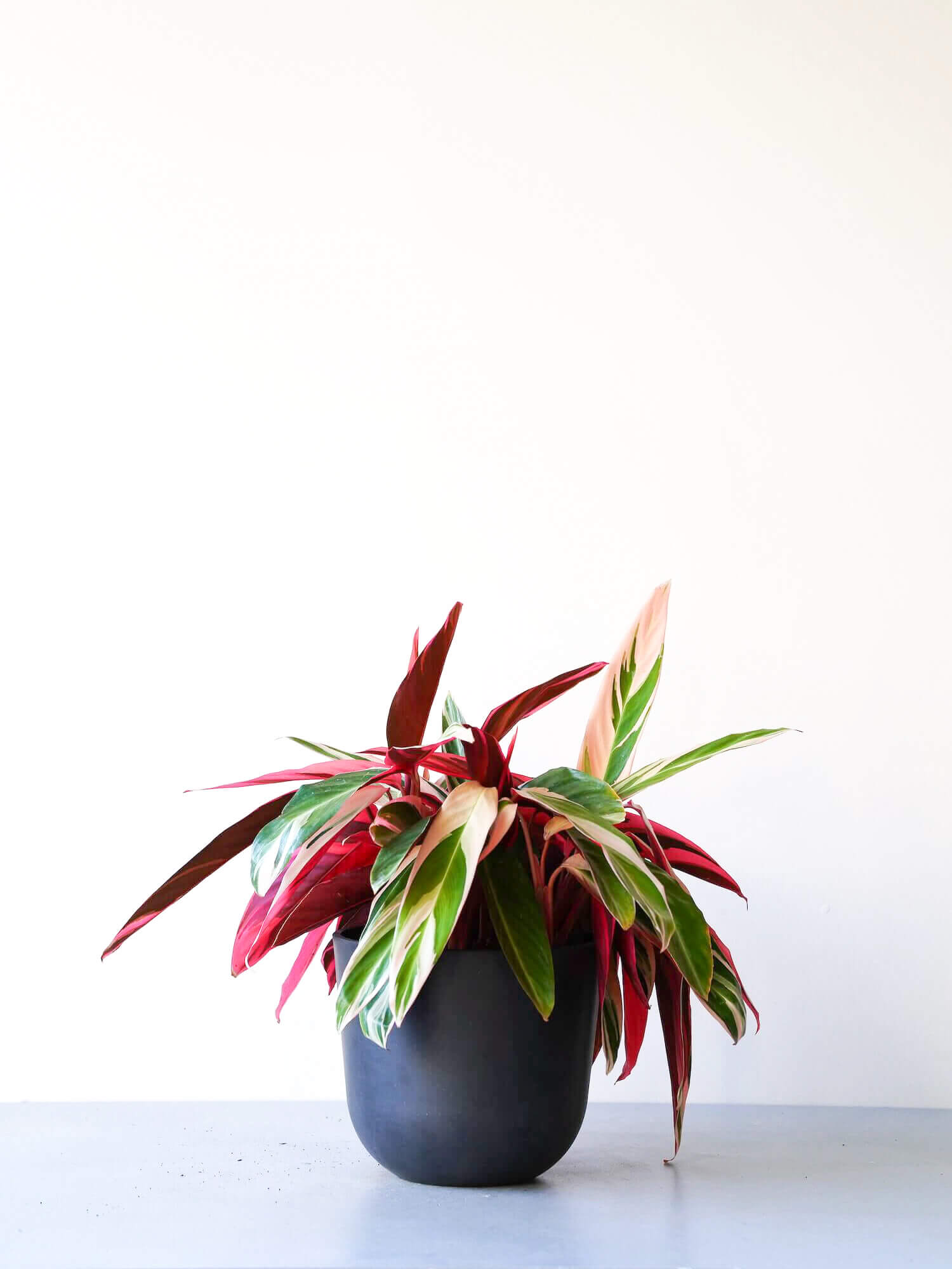 ストロマンテ・トリオスター M | 観葉植物の通販 AND PLANTS (アンド