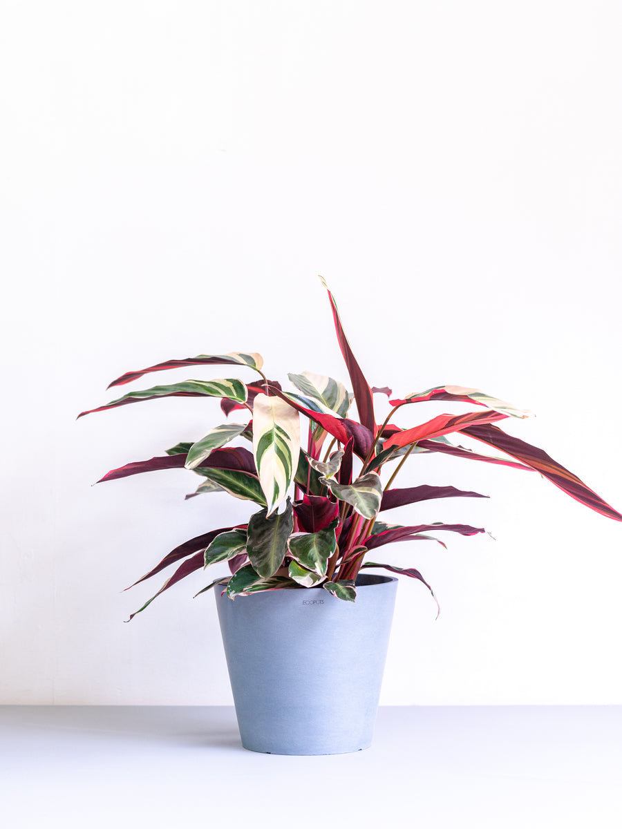 ストロマンテ・トリオスター 8号 | 観葉植物の通販 AND PLANTS (アンド