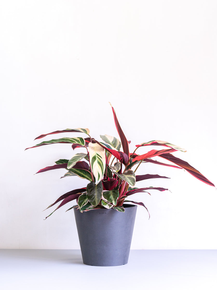 ストロマンテ・トリオスター | 観葉植物の通販 AND PLANTS (アンド