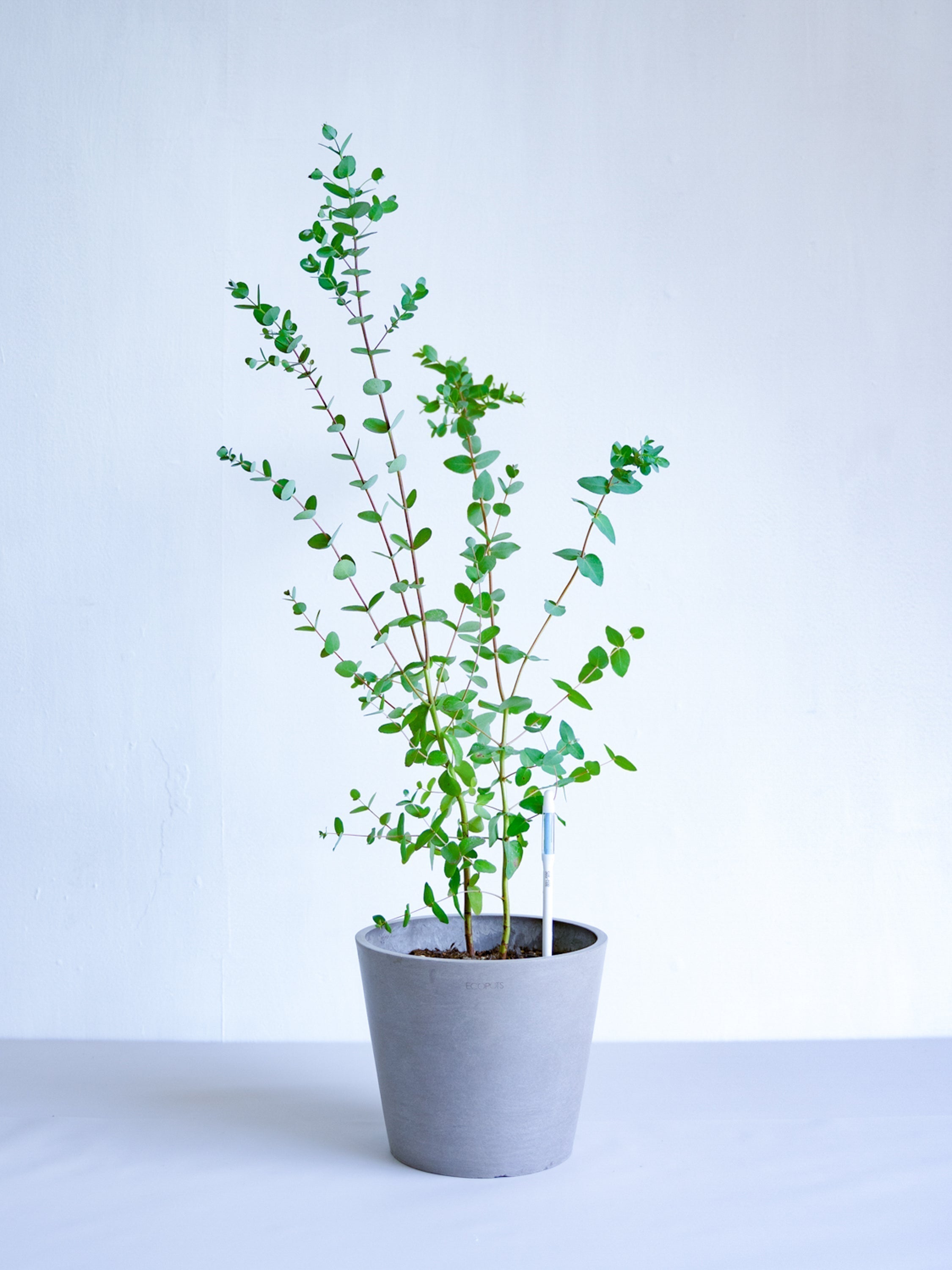 水やりチェッカー SUSTEE L | 観葉植物・お花の通販 AND PLANTS