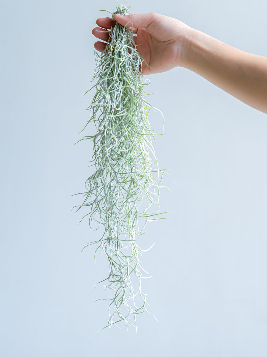 ウスネオイデス | 観葉植物の通販 AND PLANTS (アンドプランツ)