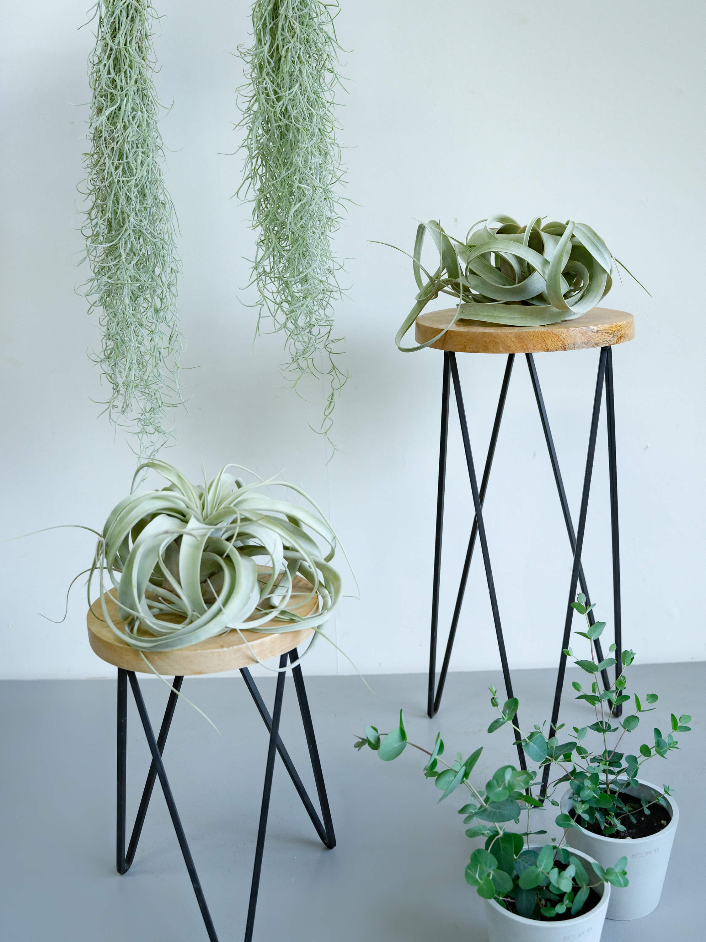 ウスネオイデス | 観葉植物の通販 AND PLANTS (アンドプランツ)