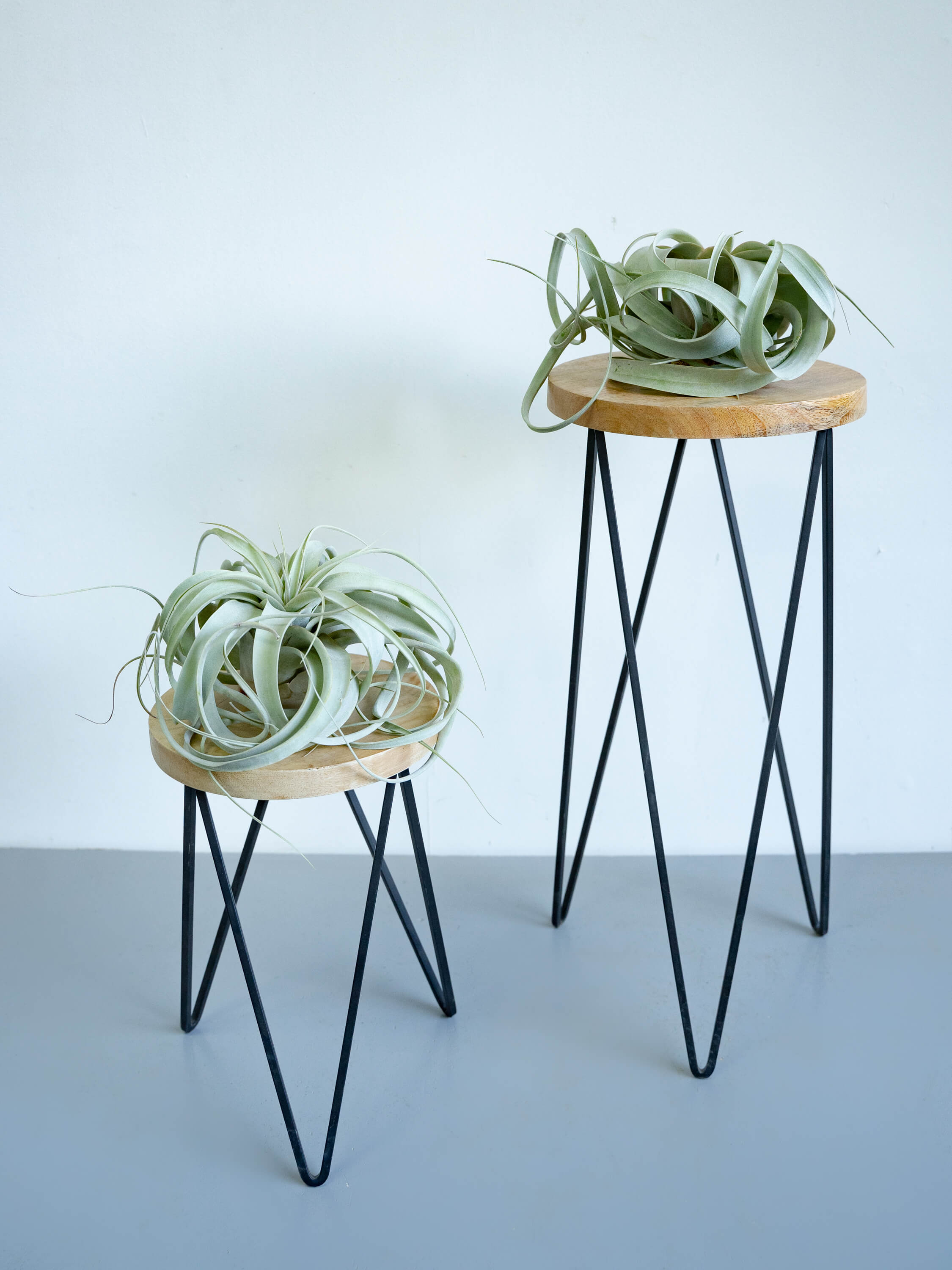チランジア・キセログラフィカ | 観葉植物の通販 AND PLANTS (アンド