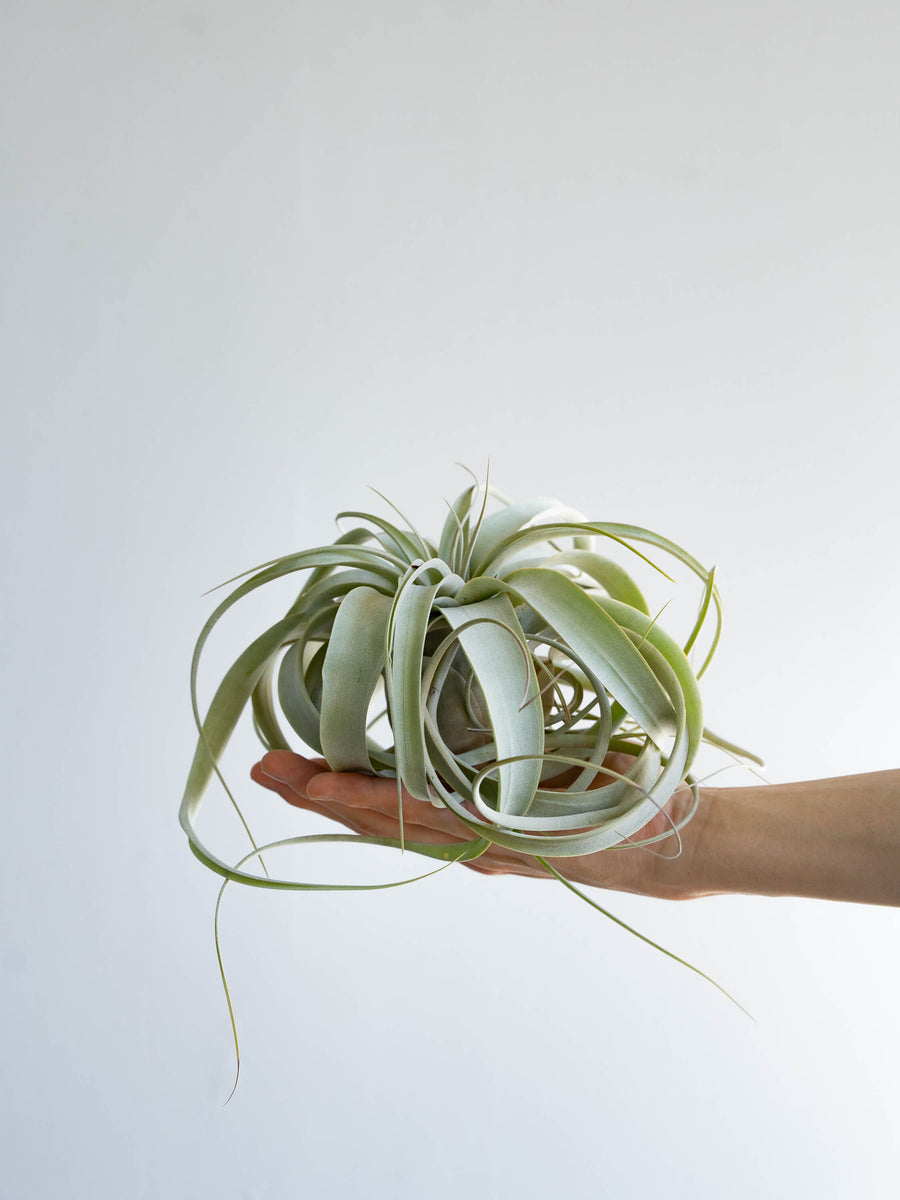 チランジア・キセログラフィカ | 観葉植物の通販 AND PLANTS (アンド