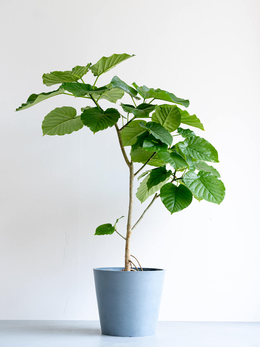 フィカス・ウンベラータ 10号 | 観葉植物の通販 AND PLANTS (アンド