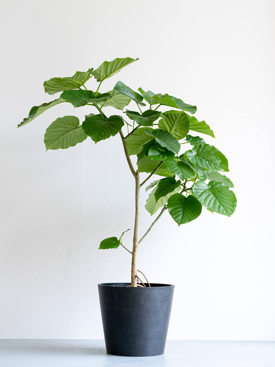 フィカス・ウンベラータ 10号 | 観葉植物の通販 AND PLANTS (アンド