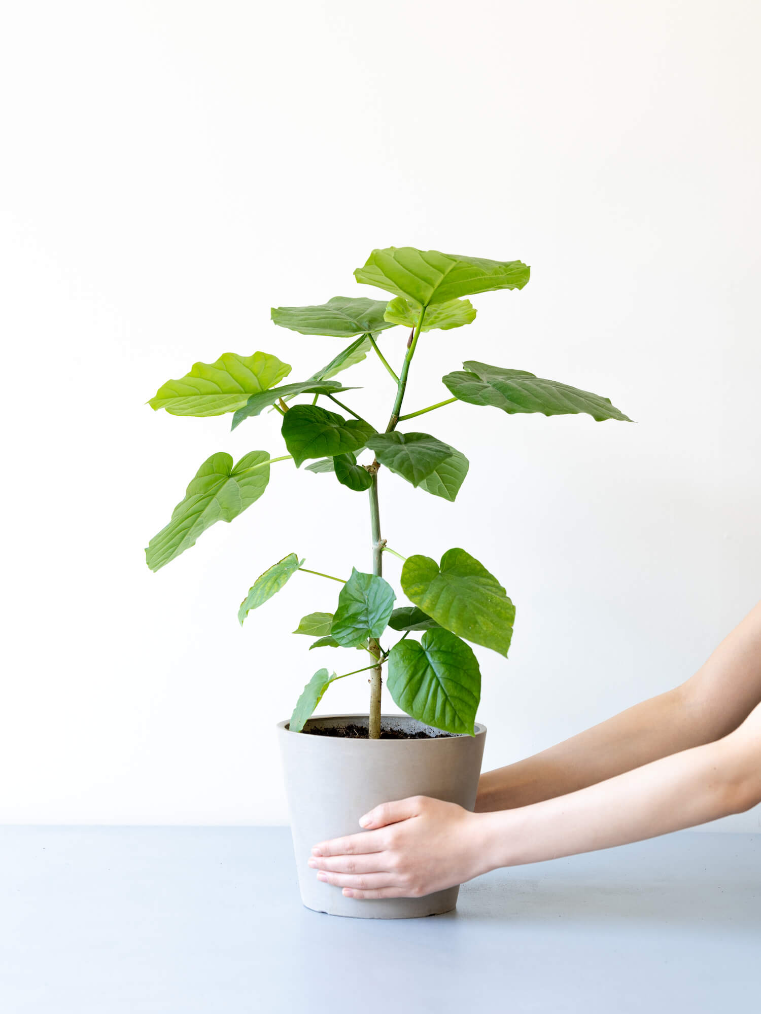 フィカス・ウンベラータ S | 観葉植物の通販 AND PLANTS (アンドプランツ)