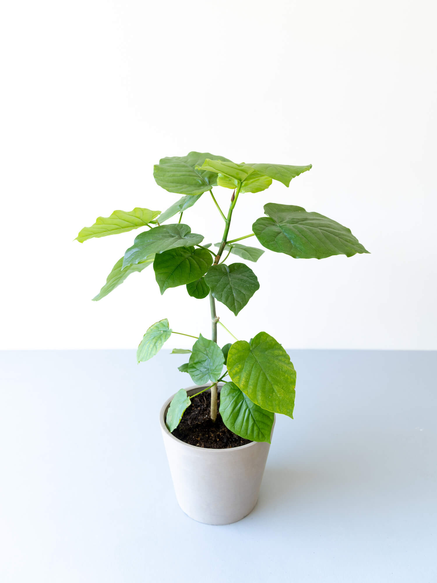 フィカス・ウンベラータ S | 観葉植物の通販 AND PLANTS (アンドプランツ)
