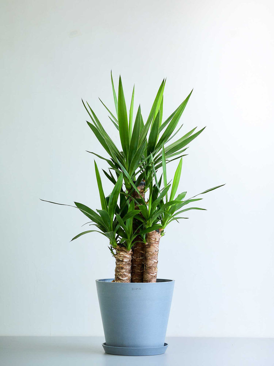 ユッカ・エレファンティペス 8号 | 観葉植物の通販 AND PLANTS (アンド