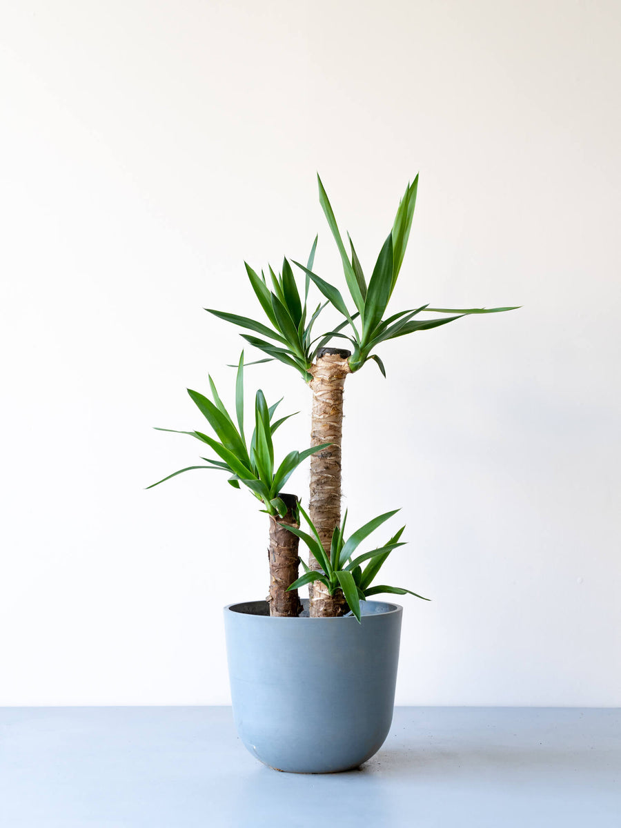 ユッカ・エレファンティペス 8号 | 観葉植物の通販 AND PLANTS (アンド
