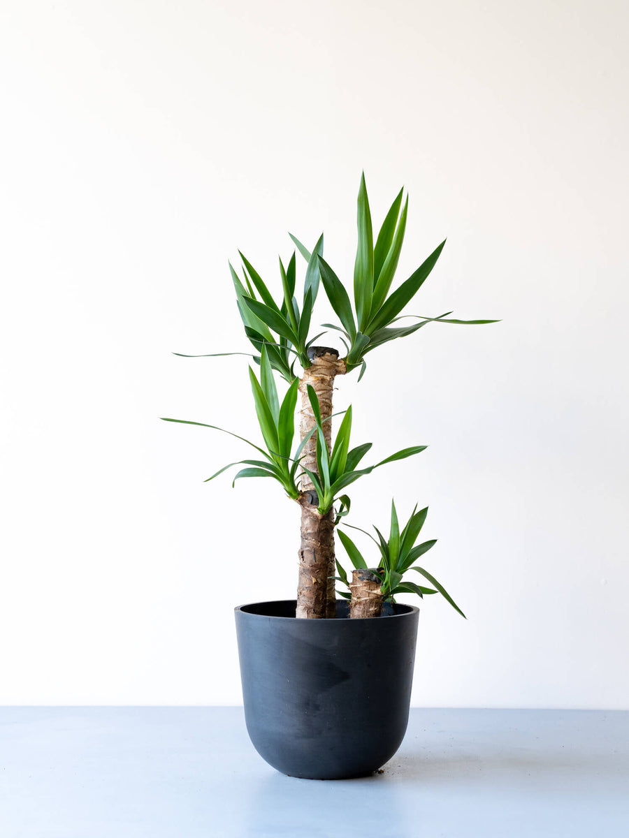ユッカ・エレファンティペス（青年の木） | 観葉植物の通販 AND PLANTS