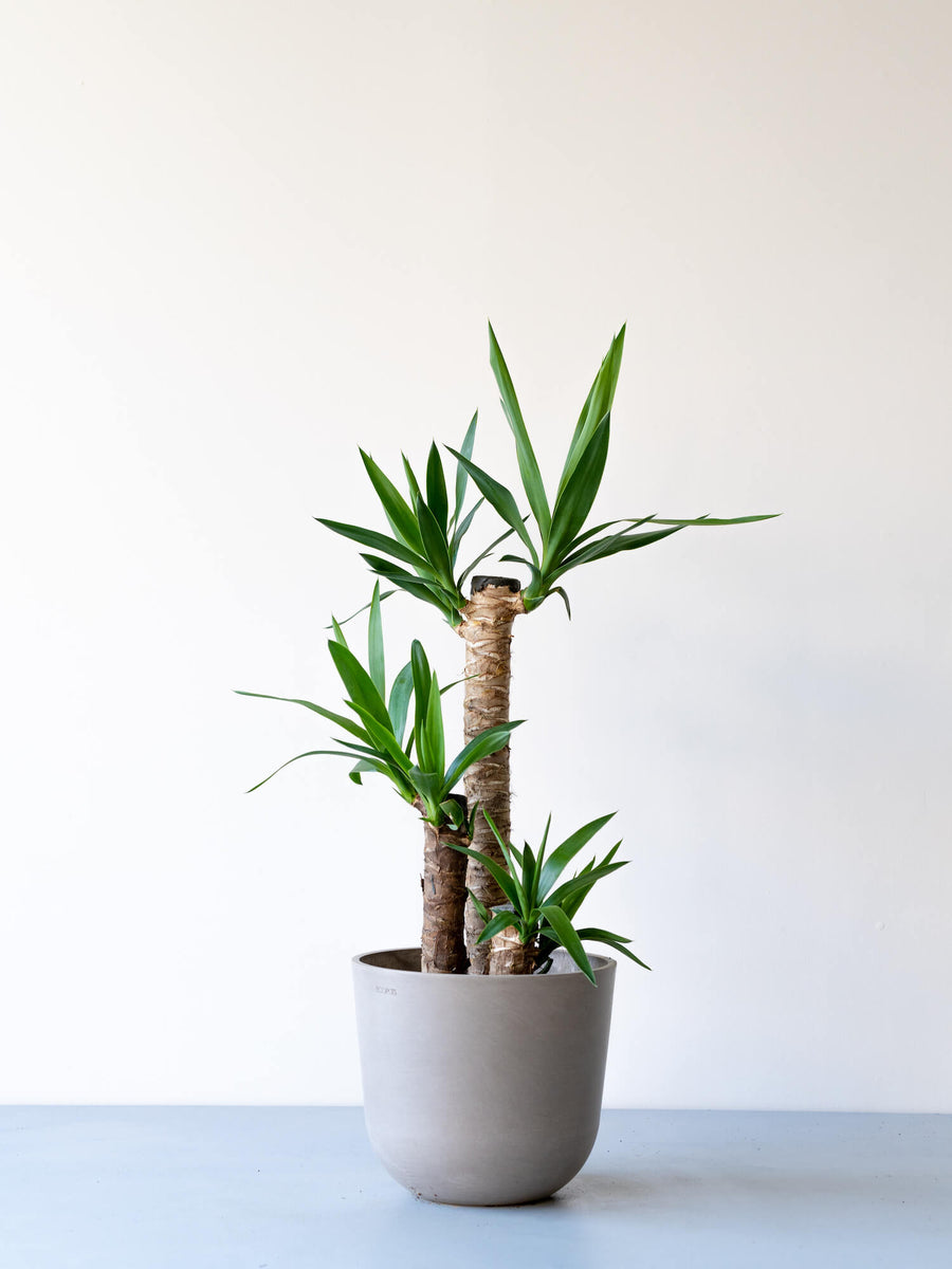 ユッカエレファンティペス80cm ユッカ・エレファンティペス 8号 | 観葉植物の通販 AND PLANTS (アンド