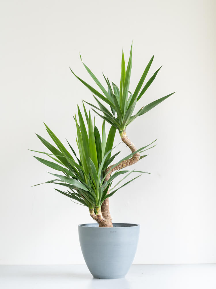 ユッカ・エレファンティペス（青年の木） | 観葉植物の通販 AND PLANTS