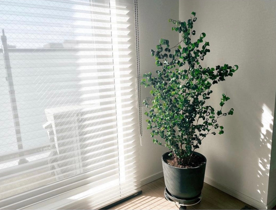 フィカス・ベンジャミン・バロック M | 観葉植物の通販 AND PLANTS