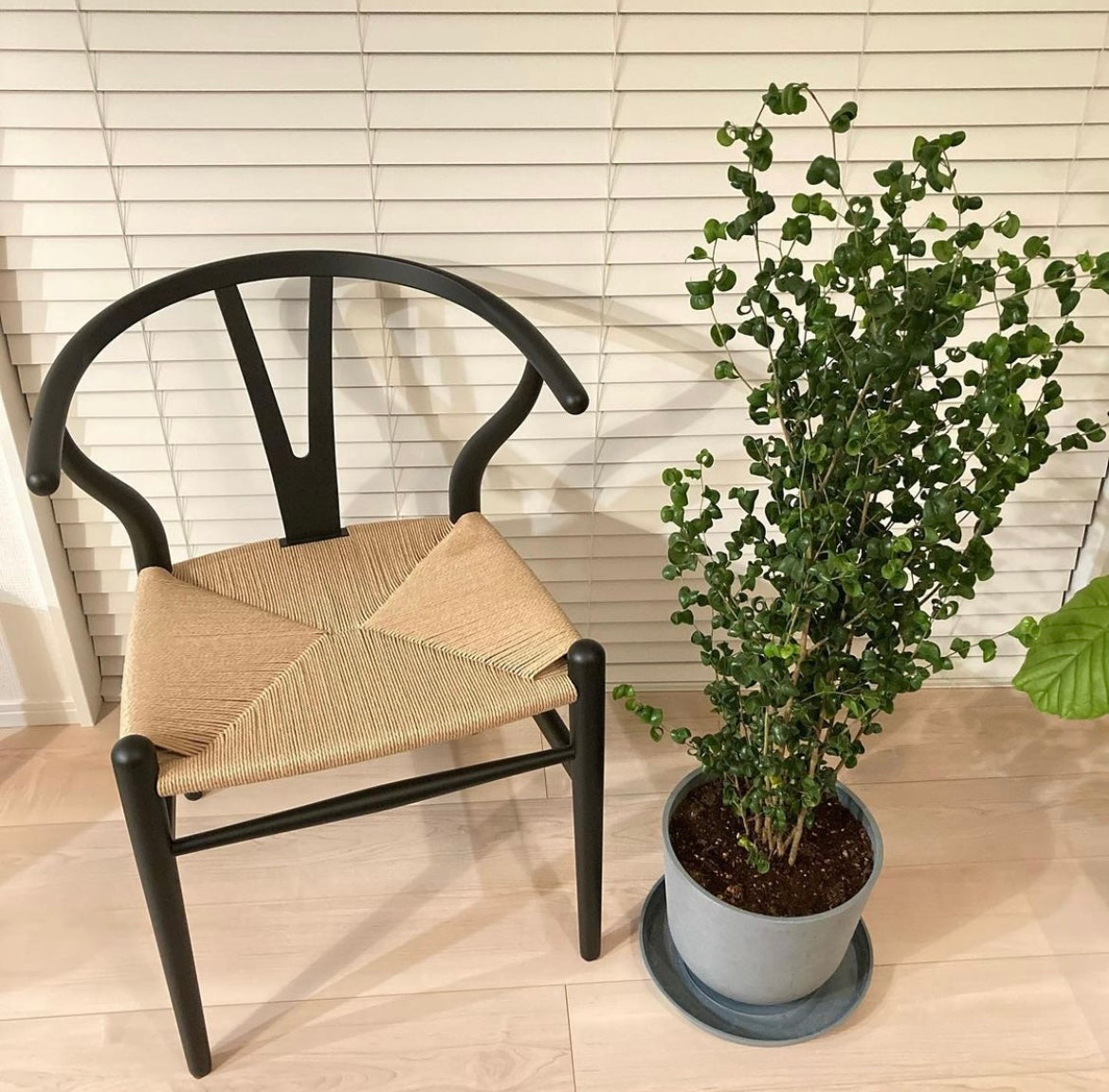 フィカス・ベンジャミン・バロック M | 観葉植物の通販 AND PLANTS
