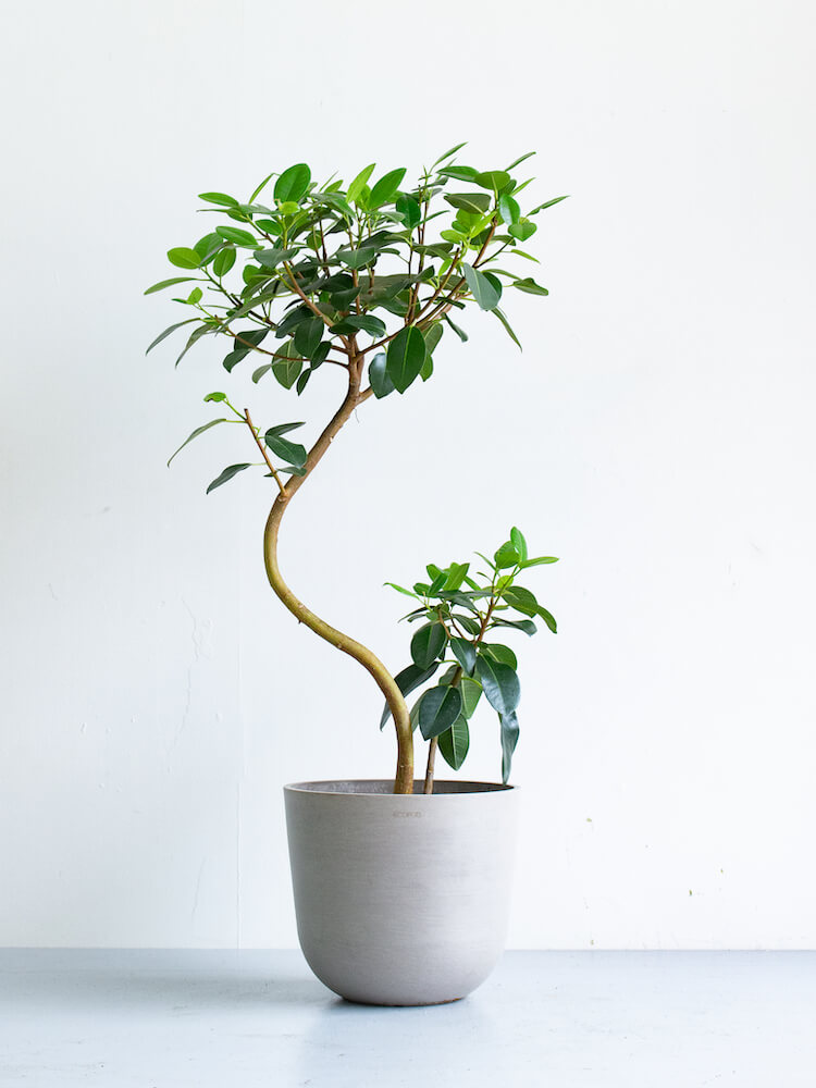 フランスゴムの木| 観葉植物通販 AND PLANTS (アンドプランツ)
