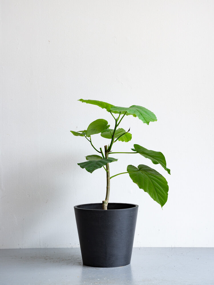 フィカス・ウンベラータ S