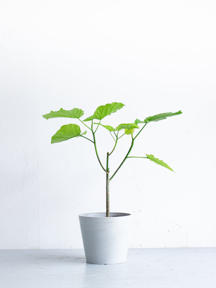 フィカス・ウンベラータ S