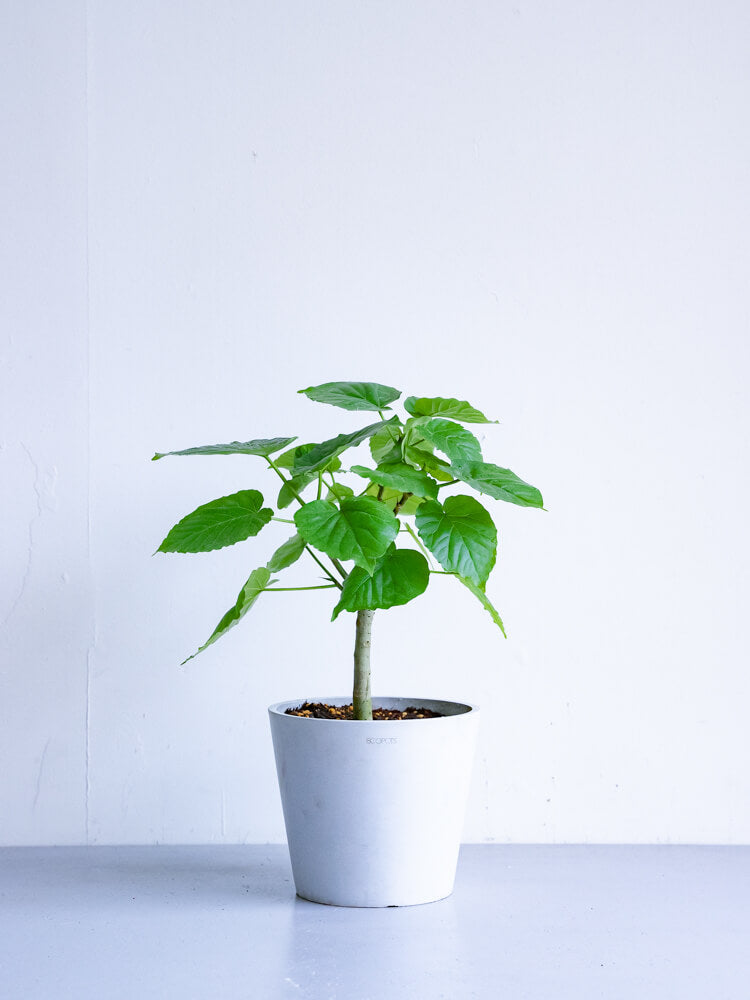 フィカス・ウンベラータ S