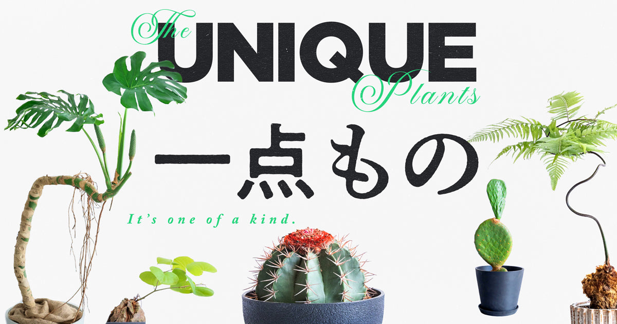 一点もの観葉植物
