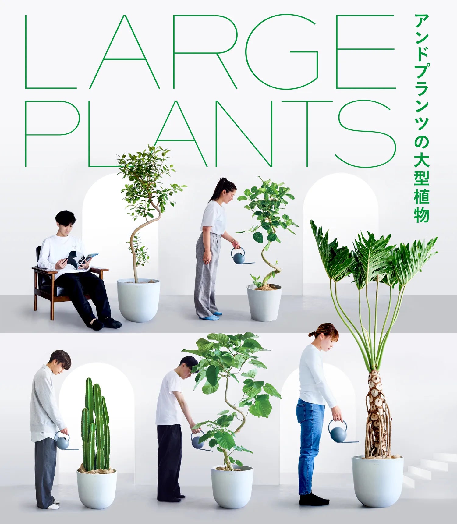 大型の観葉植物の通販ならAND PLANTS (アンドプランツ)