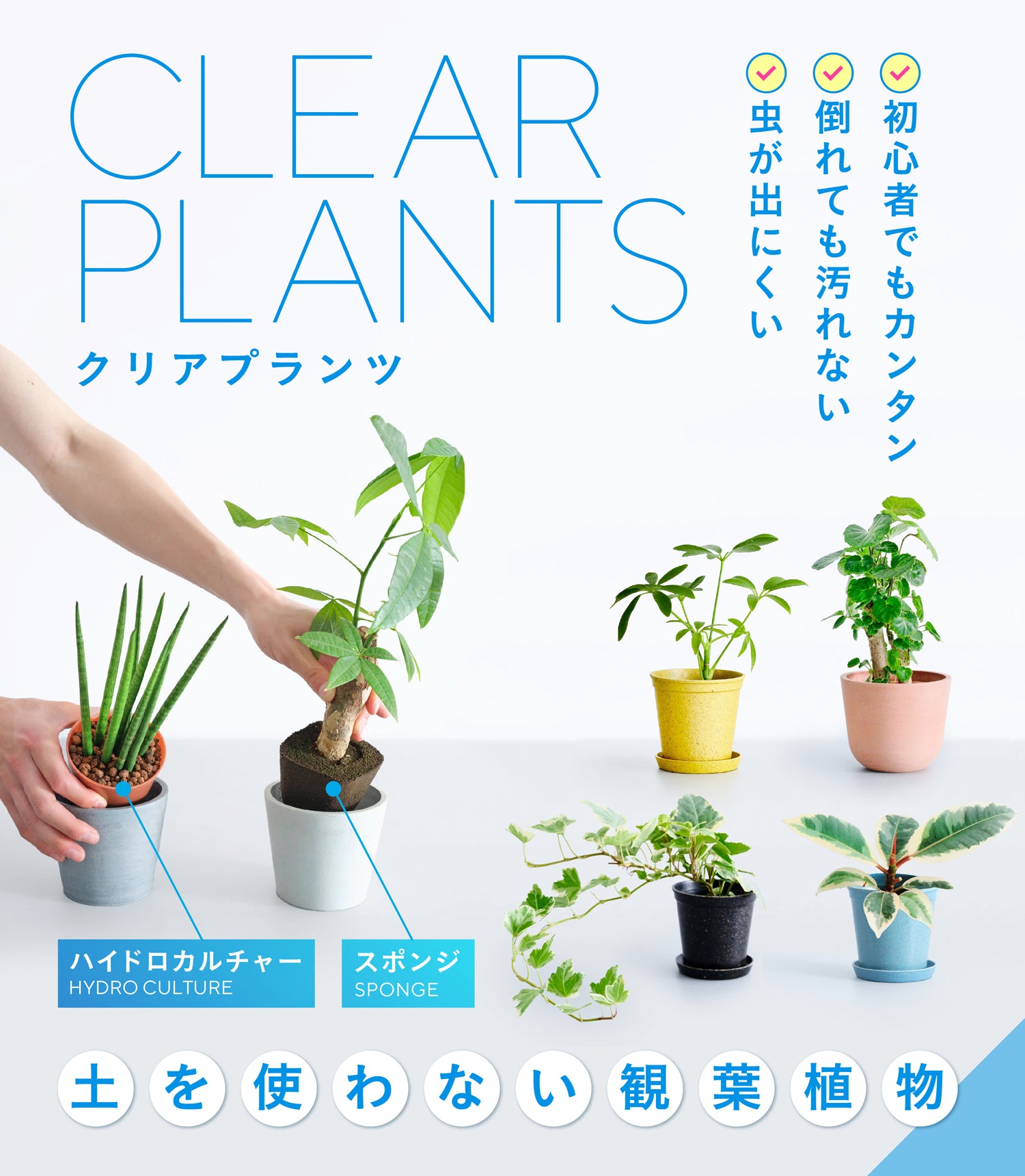 土を使わない観葉植物