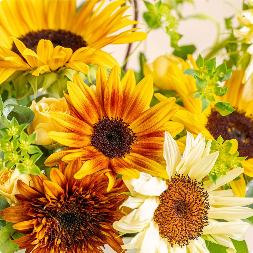 sunflowers_features_img_01
