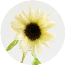 sunflowers_features_material_01