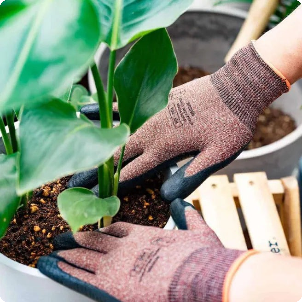 経験豊富なスタッフが<br class="md:hidden">植え替えてお届け