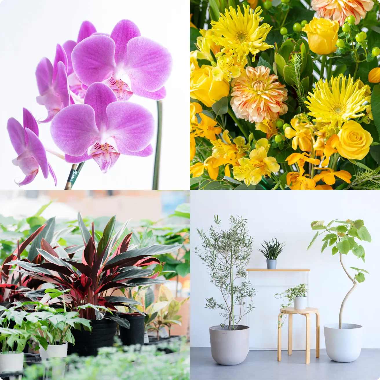 sunflowers_service_img_01