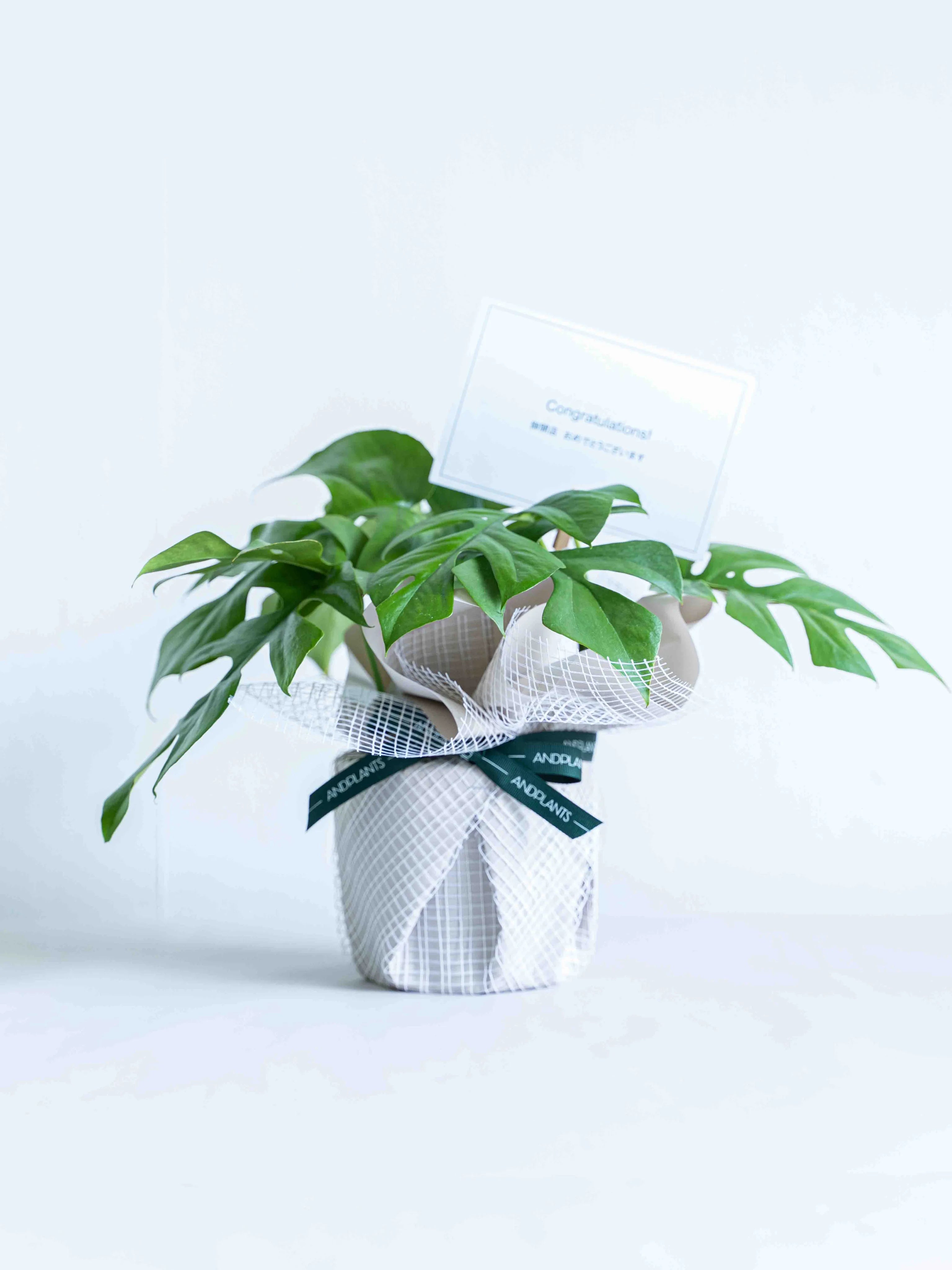 観葉植物