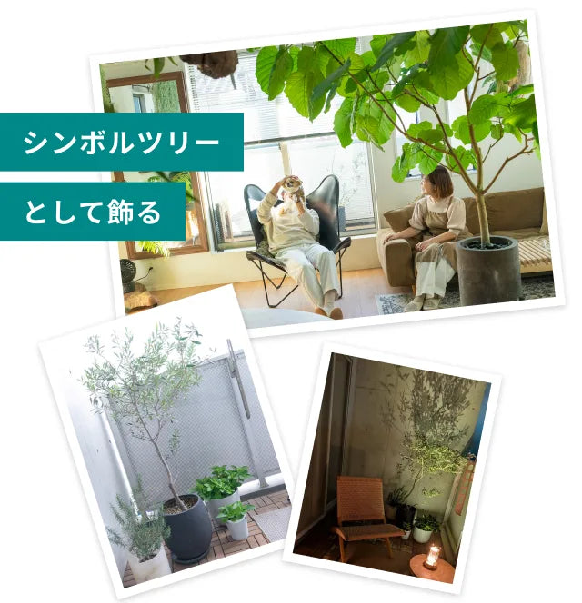 シンボルツリーとして飾る実例