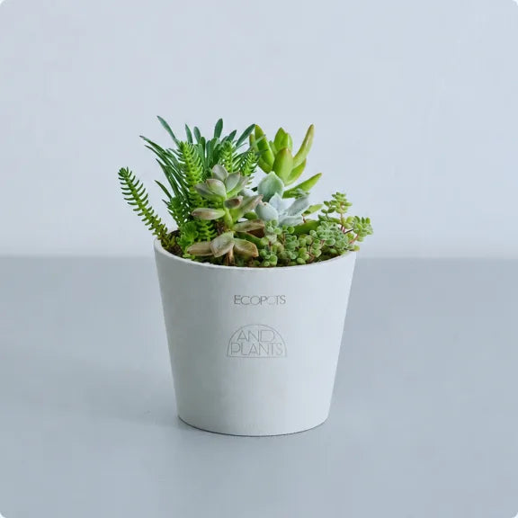 多肉寄せ植え体験
