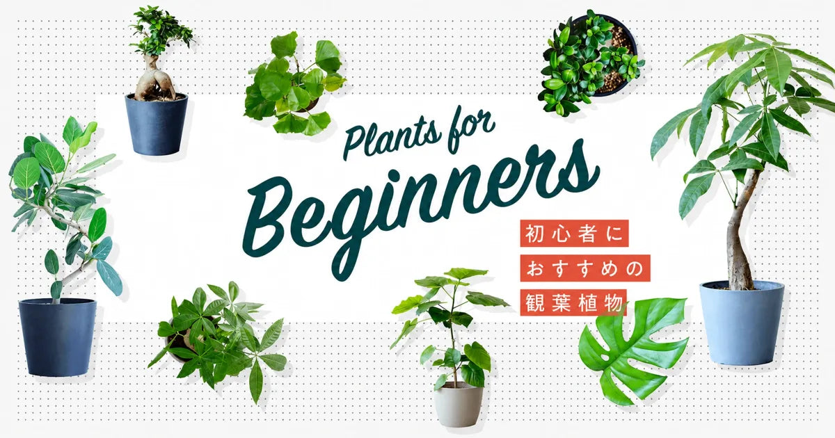 初心者におすすめの育てやすい観葉植物