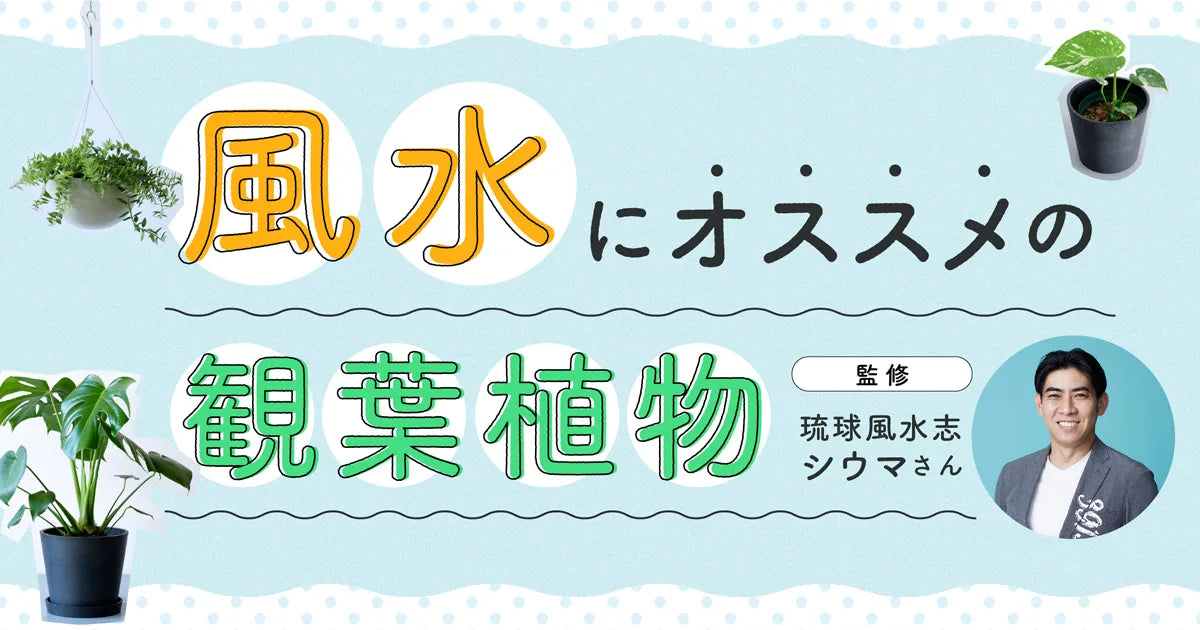 観葉植物を風水で選ぶ