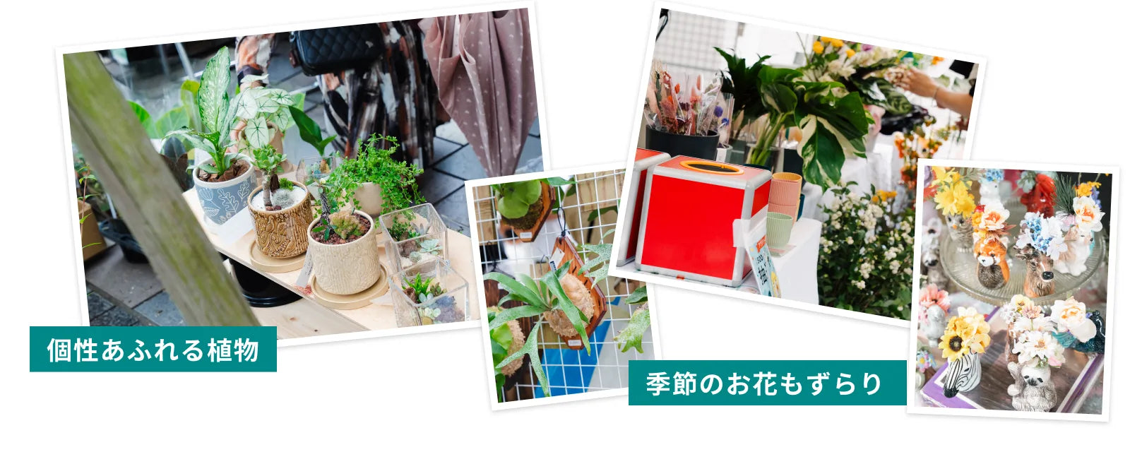 個性あふれる植物／季節のお花もずらり