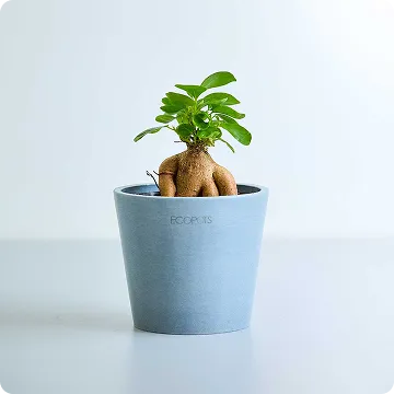 初心者におすすめ