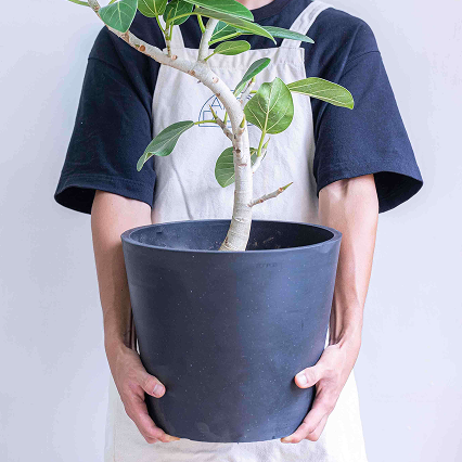 植え替えサービス