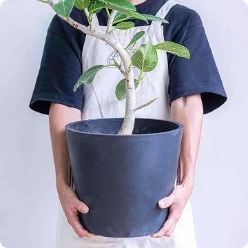 植え替えサービス