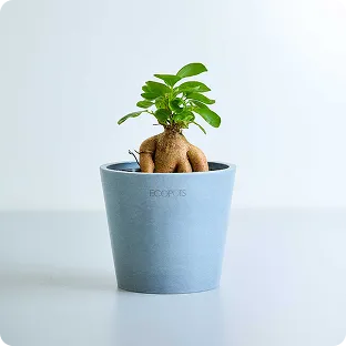 初心者におすすめの観葉植物