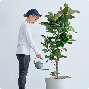 大型植物