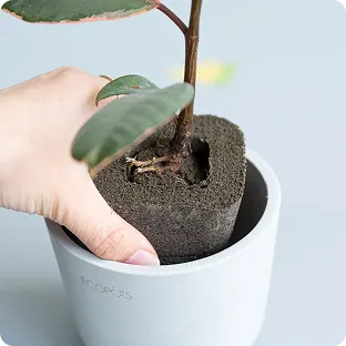 土を使わない観葉植物