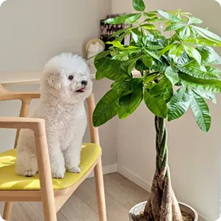 ペットと暮らす観葉植物