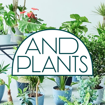 観葉植物トップ