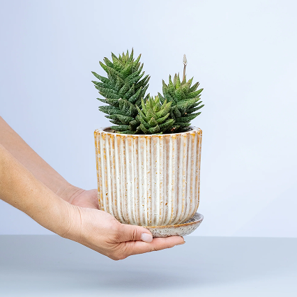 一点もの観葉植物