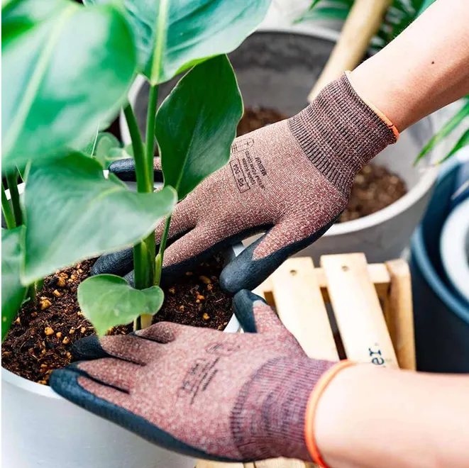 ECOPOTSに植え替えてお届け